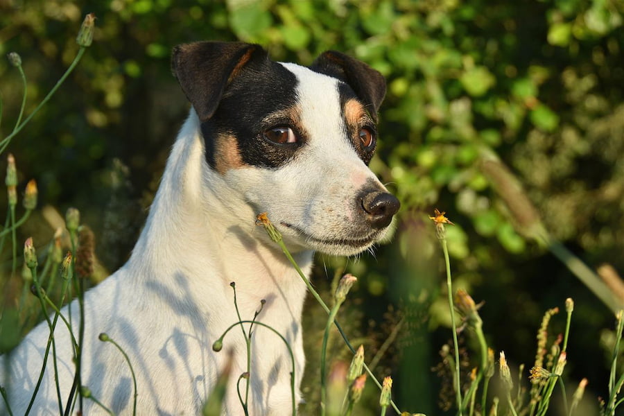 Jack Russell Terrier Types | Terrier Hub