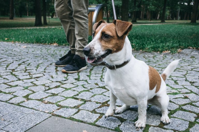 Jack Russell vs Fox Terrier Terrier Hub