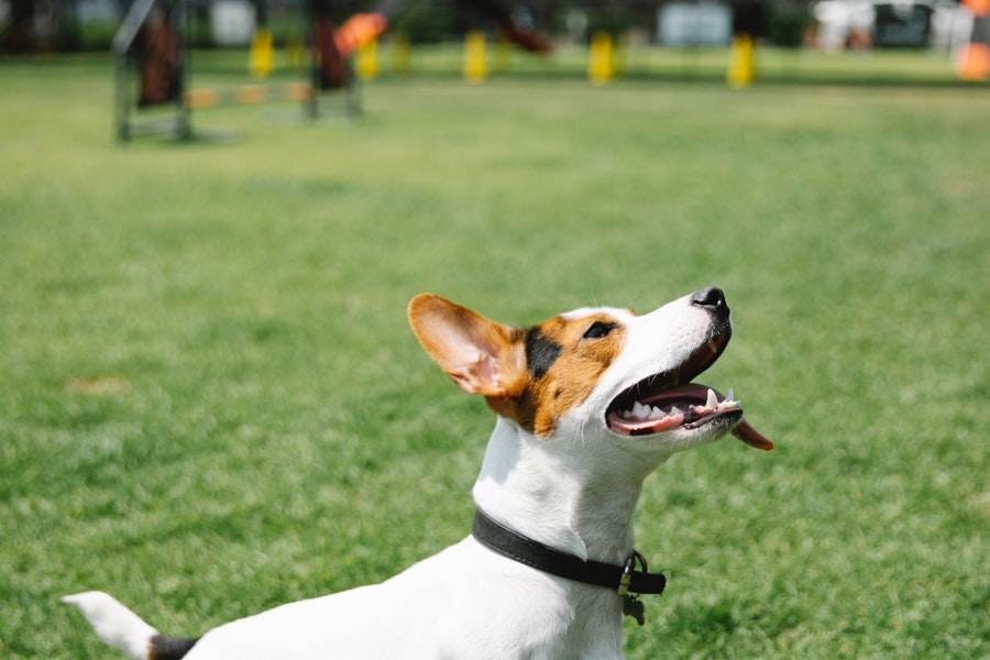 A dog in the lawn enjoying the heat of the sun