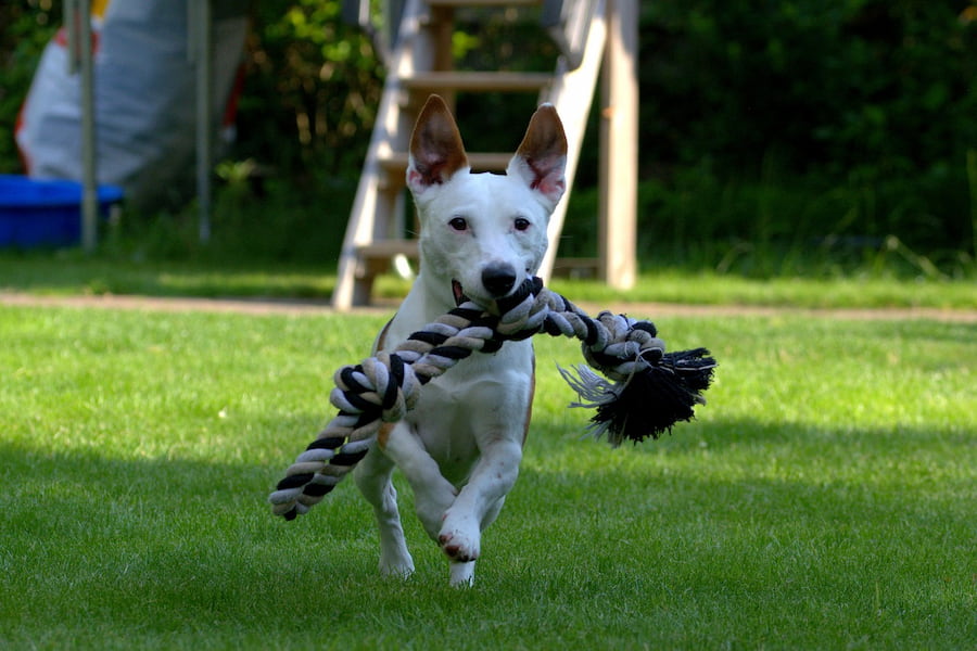 An image of Jack Russell terrier running with his toy
