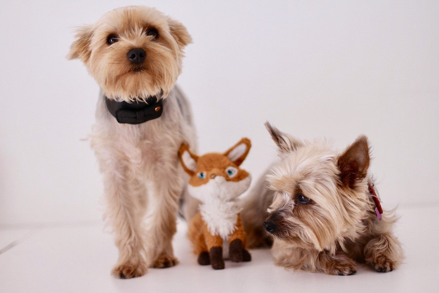 An image of a Yorkshire terrier that is about to get aggressive with its toy