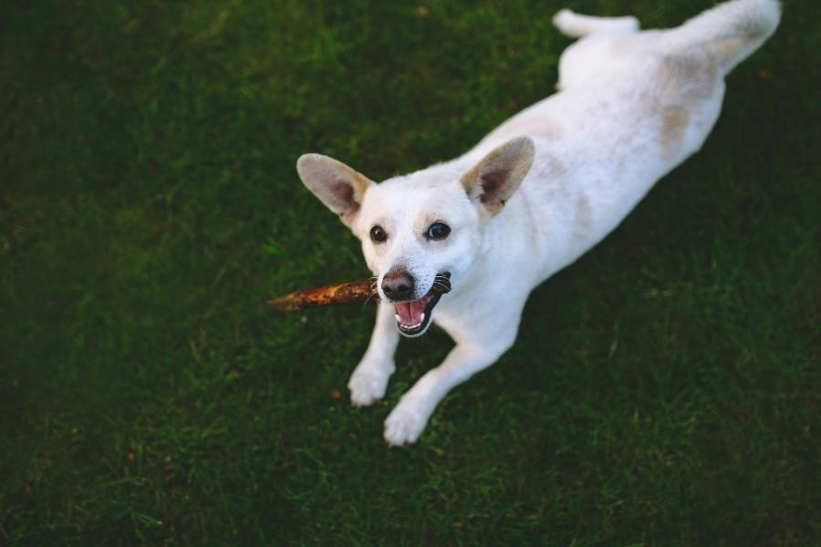 An Eskijack with white and brown coatings playing with a brown stick on the grass field