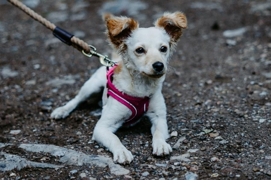 An Eskijack with white and brown coatings wearing a pink harness lying on the ground