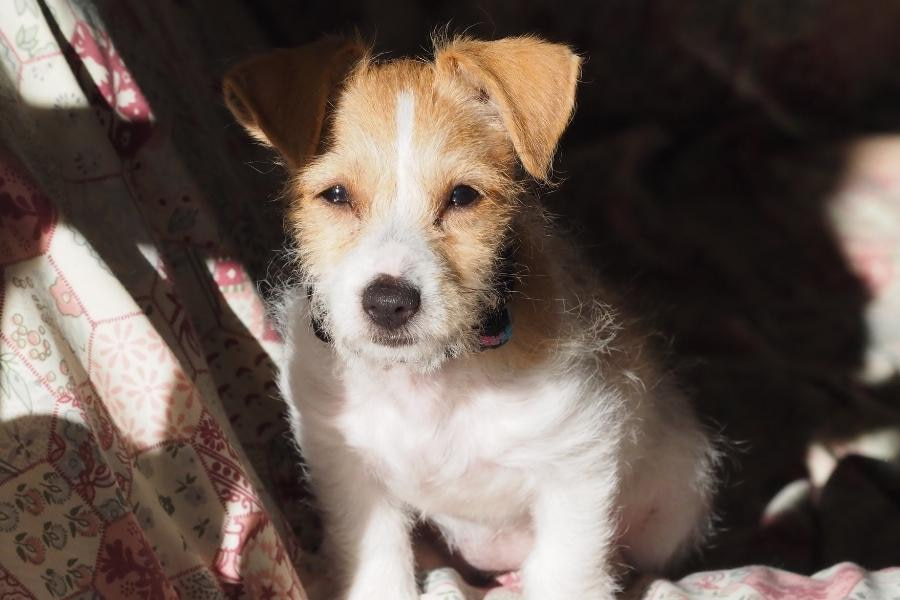An image of a JRT