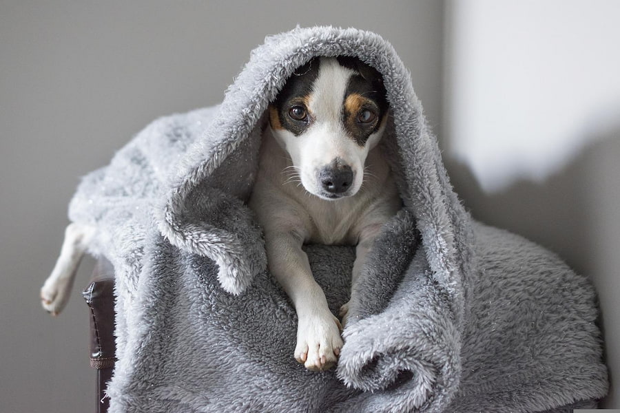 how often to bathe a jack russell terrier