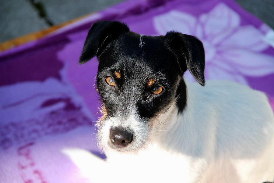 A close-up of Jack Russell terrier