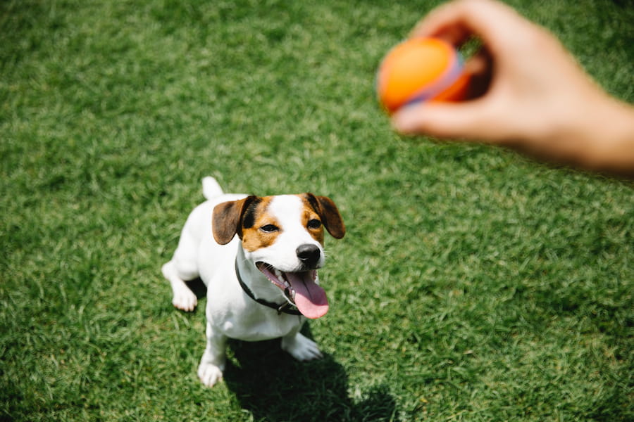 A person teaching trick to a Jack Russell terrier