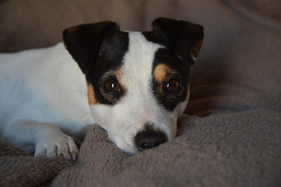 An image of Jack Russell terrier lying