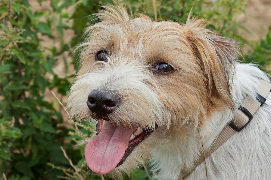A close-up image of Parson Jack Russell terrier