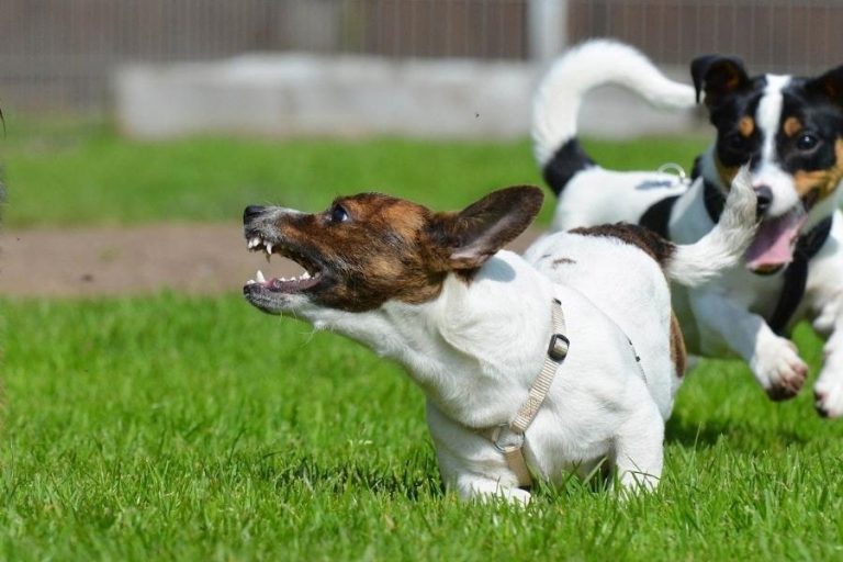 How to Train a Jack Russell Terrier to Stop Barking Terrier Hub