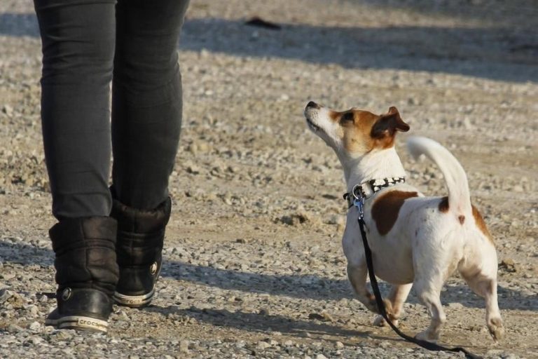 How to Teach a Dog to Walk Beside You Terrier Hub