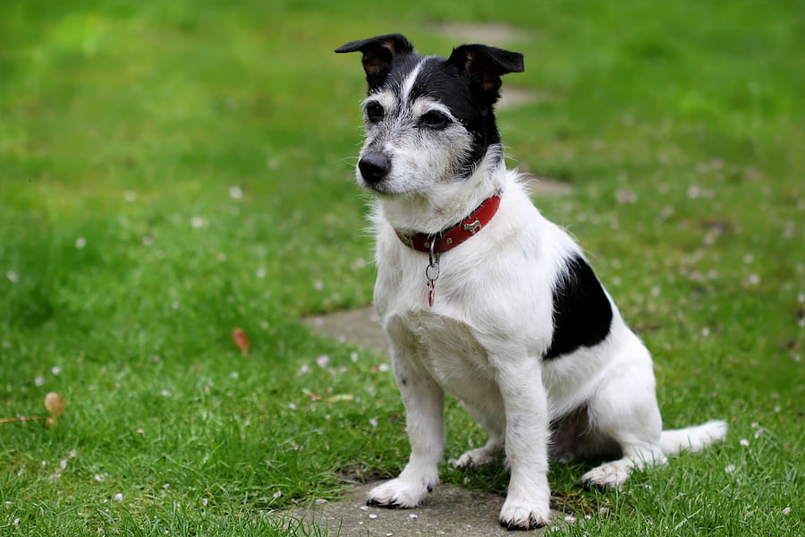 White and Black Jack Russell Terrier sitting on a grass bed outdoors