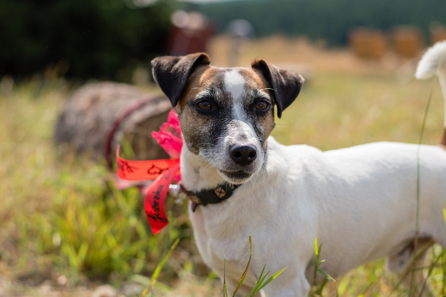 An image of a Jack Russell terrier standing on a grass