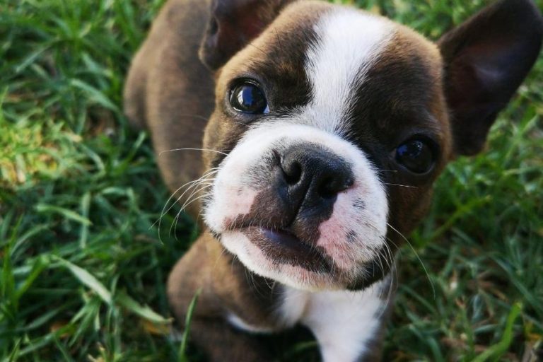 What Is a Jack Russell/Boston Terrier Mix Called? Terrier Hub
