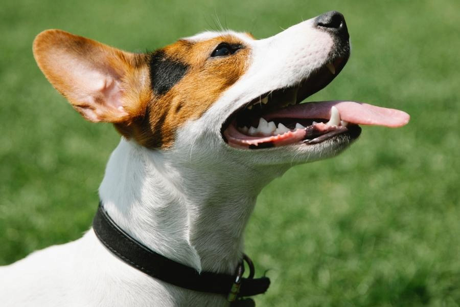 An image of a Jack Russell Terrier that constantly whine