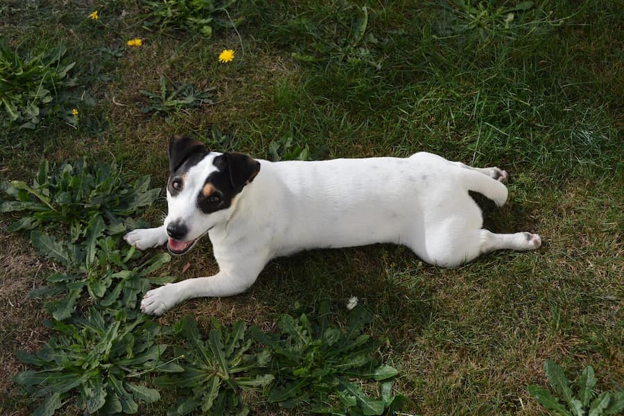 An image of a Jack Russell terrier lying on the ground