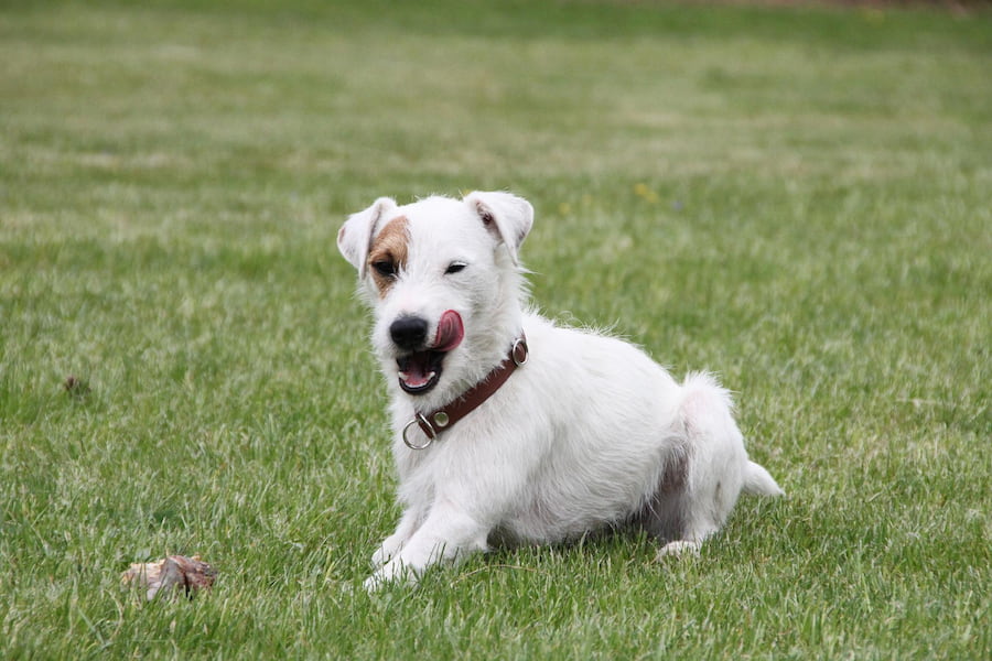 A Jack Russell terrier eating something on the grass