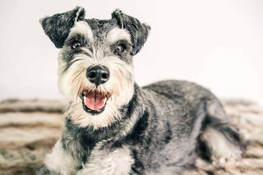 A close-up image of a Schnauzer