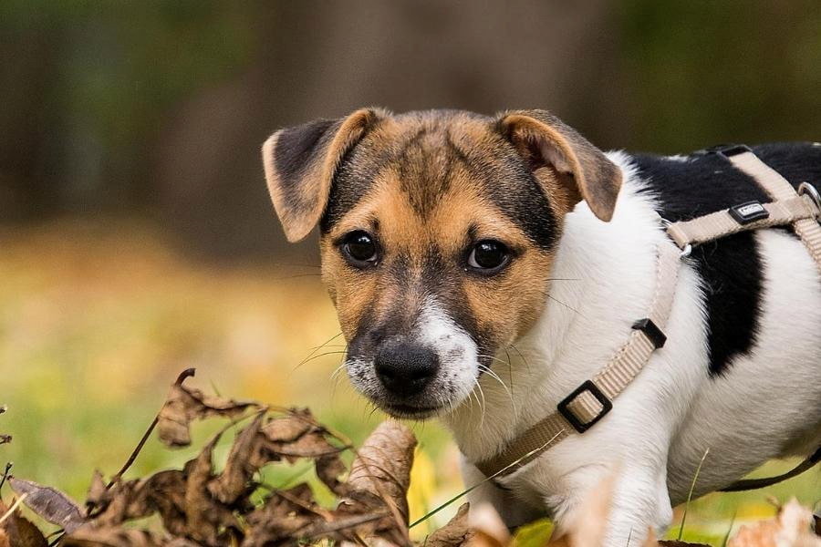 A close-up image of a Jack Russell terrier puppy