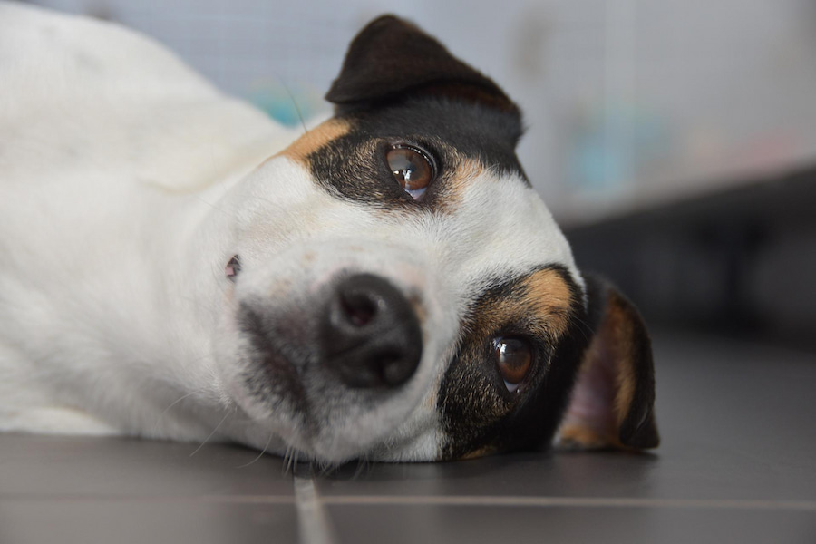 A tri-color Jack Russell Terrier lying on black tiles in the kitchen