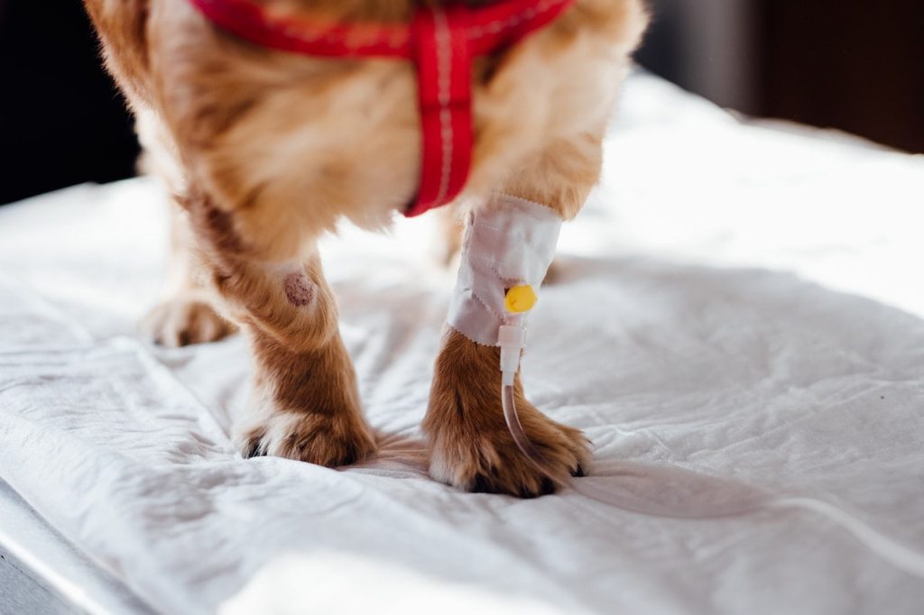 An image of dog with intravenous line on his leg