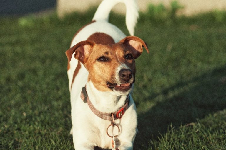 What Is the Average Jack Russell Terrier Litter Size? Terrier Hub
