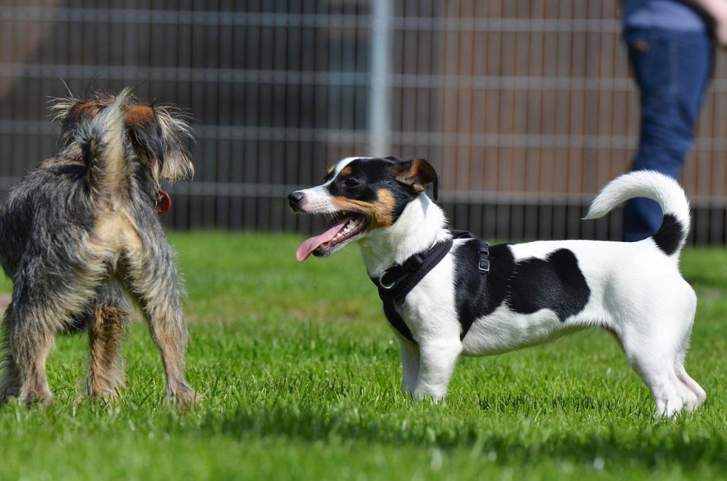 An image of JRT with another dog in the yard