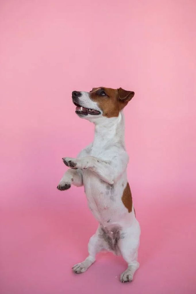 Jack Russell Terrier trying to stand up