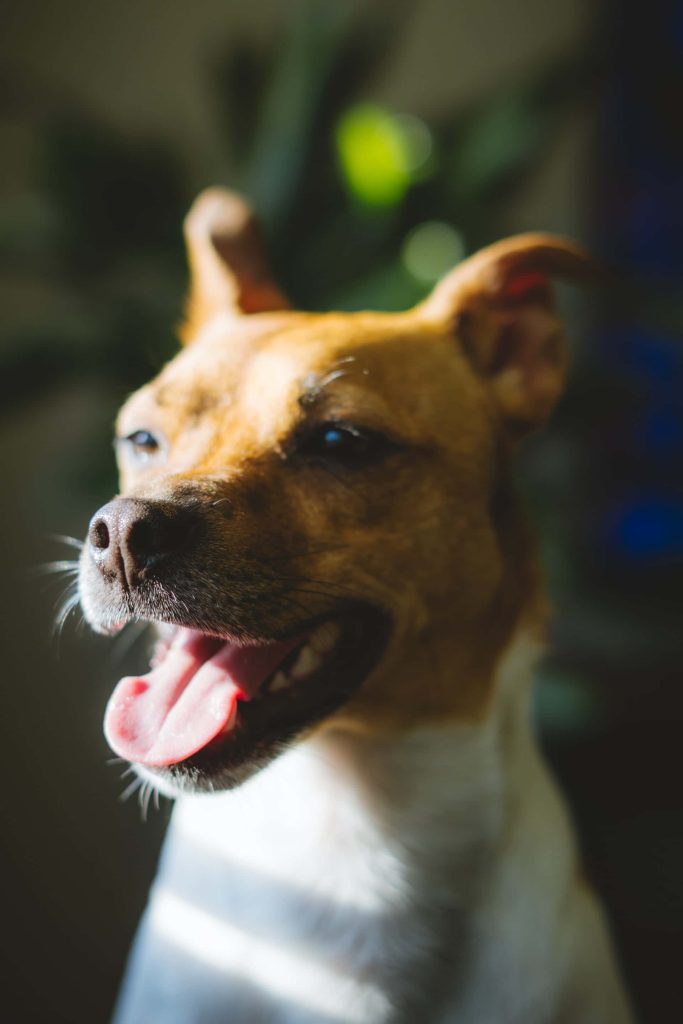 A close-up image of Jack Russell terrier