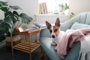 A Jack Russell terrier in an apartment