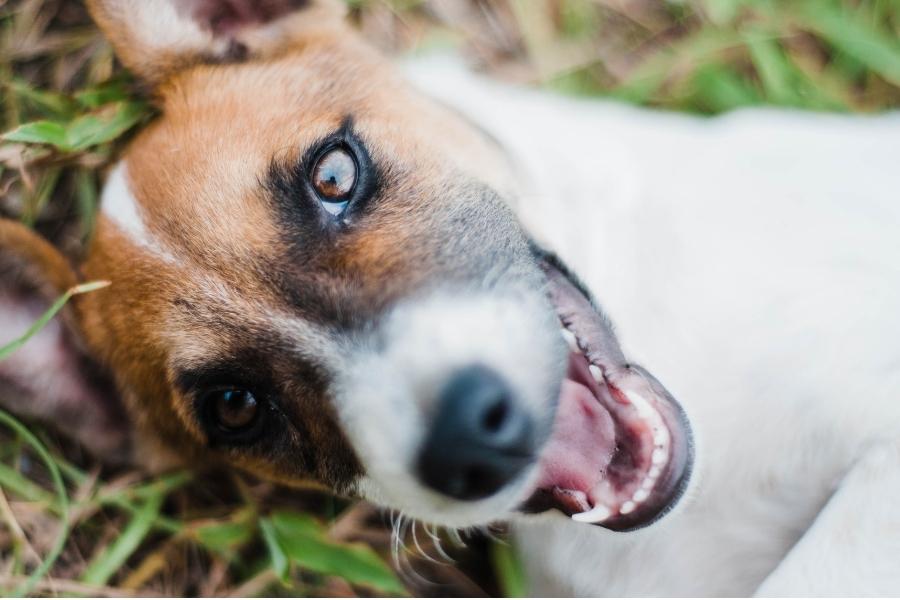 A close-up up image of a Jack Russell Terrier showing opening its mouth and its teeth