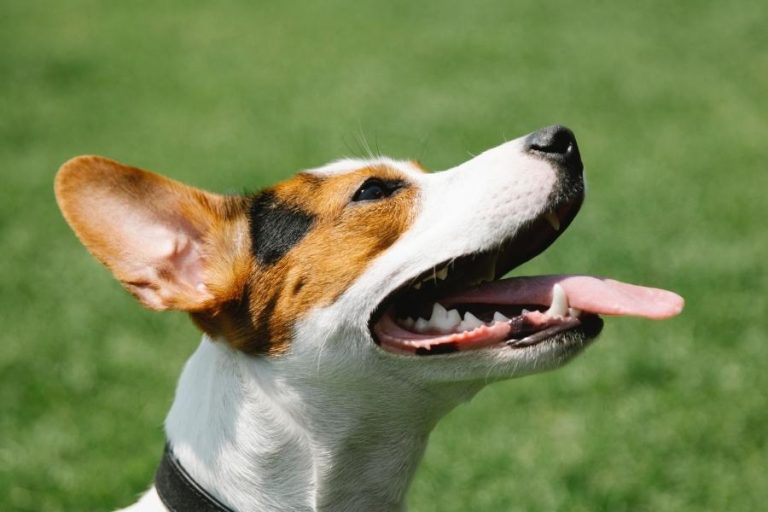 How to Treat a Jack Russell Terrier’s Teeth Problems Terrier Hub