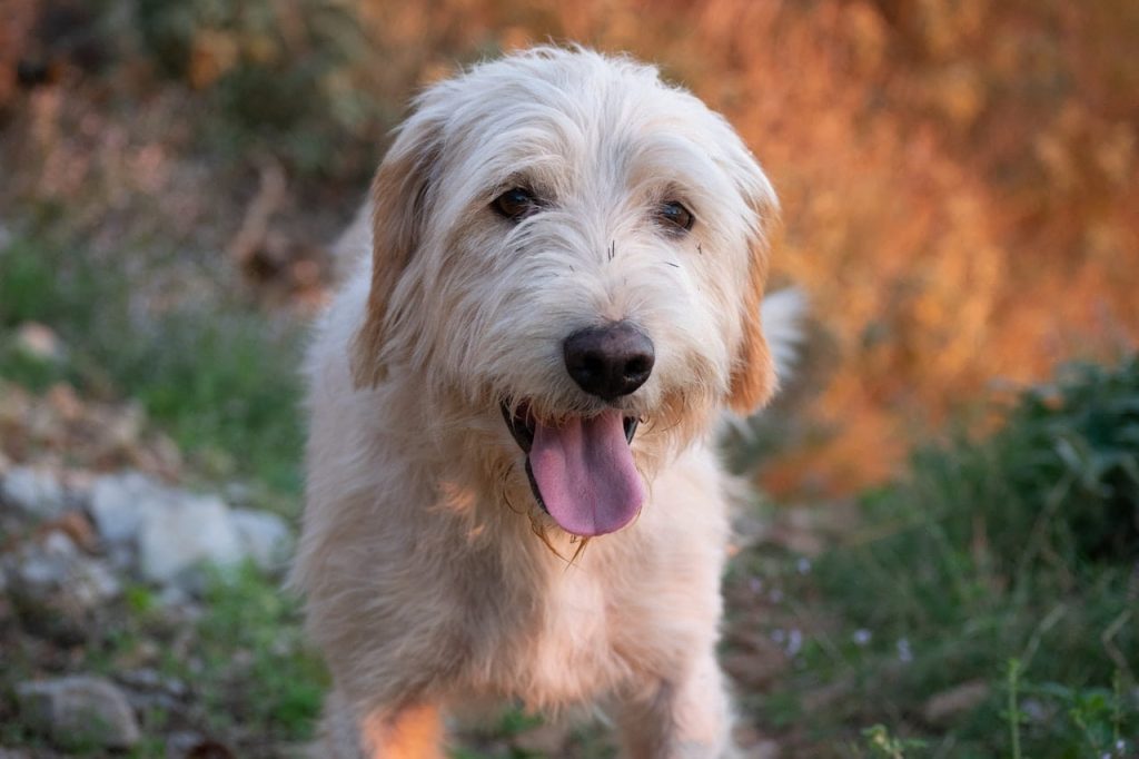 Jack Highland terrier with white and brown coatings sticking its tongue out