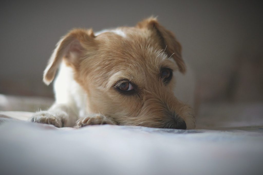 A Westie Jack with white and brown coatings lying on a bed