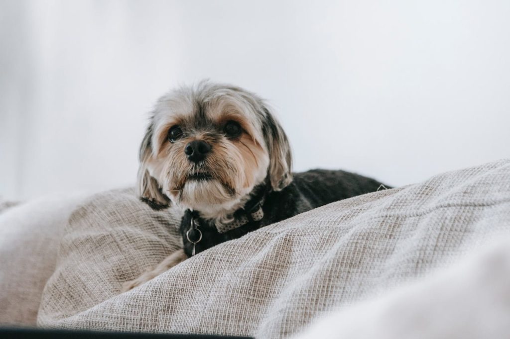An image of Jack-Tzu on a bed