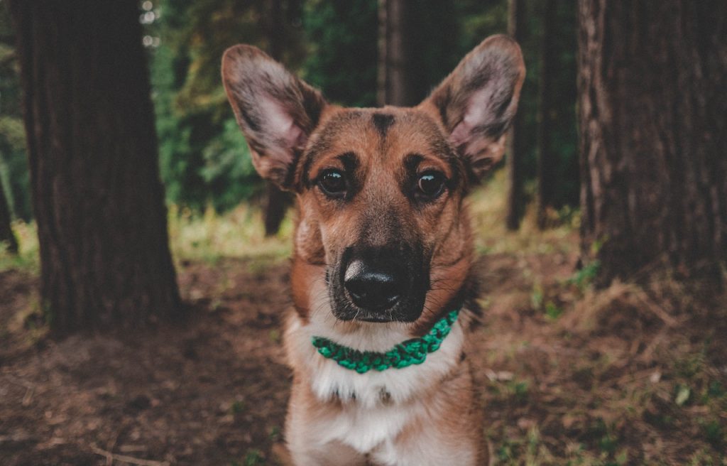Brown and white Jack-Shepherd mix wearing a green collar standing on a forest