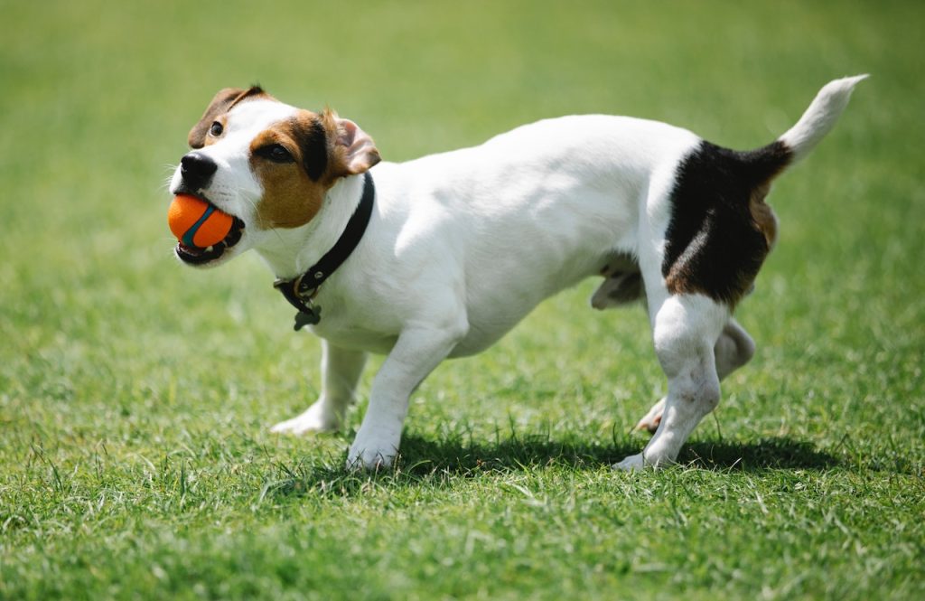 A tri-colored Jack Russell terrier wears a black collar and stands on green grass with an orange ball in its mouth