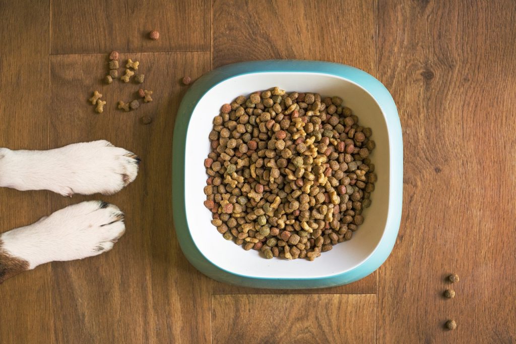 A portion of dog food is in a white and green plastic bowl with a dog's paws on a brown wooden floor