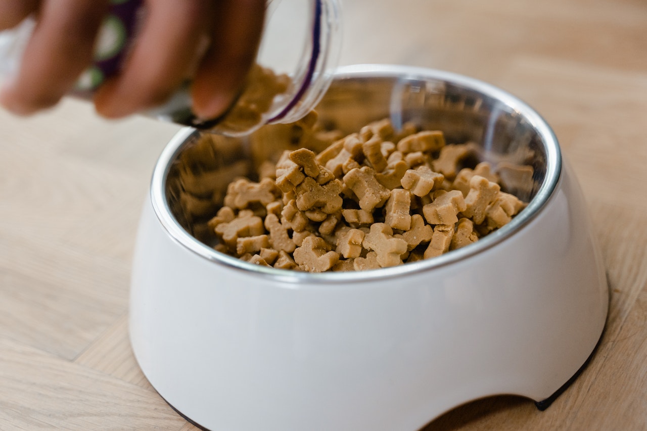 When to Switch Puppy Food to Adult food for a Jack Russell Terrier? Terrier Hub