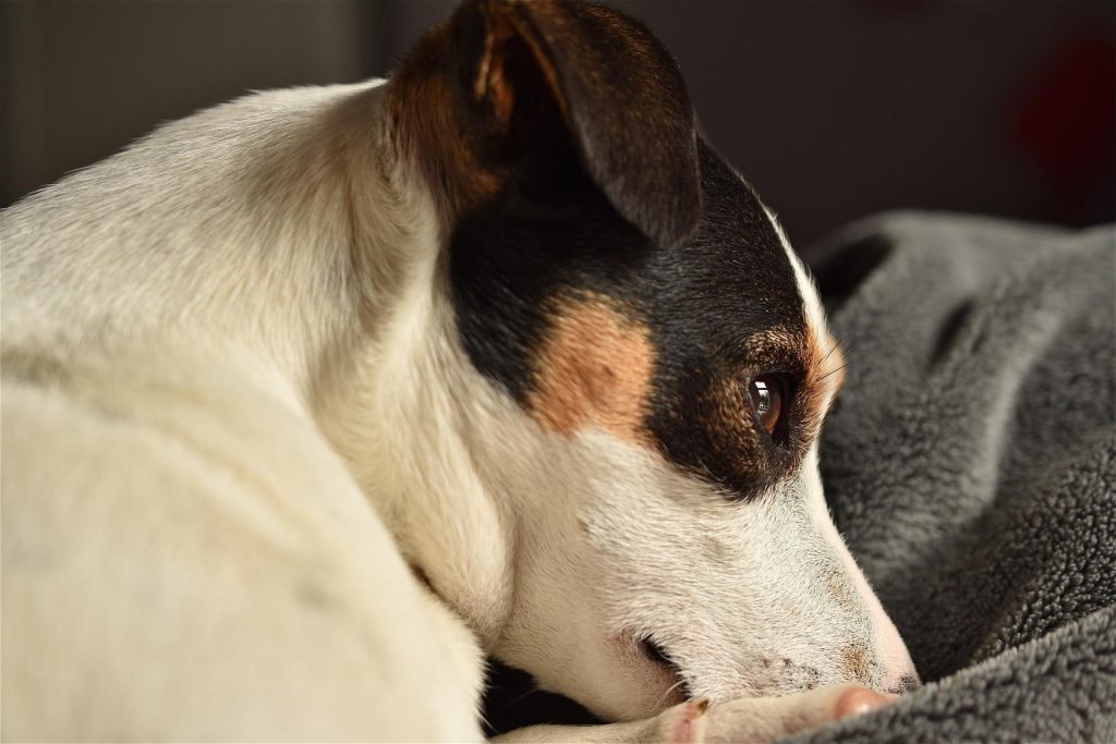 A tri-colored Jack Russell terrier lying down on a gray blanket in a living room