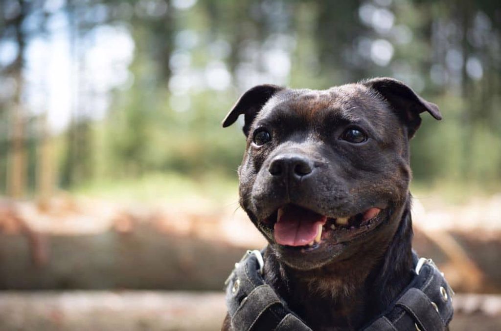 Black Staffordshire Bull Terrier wearing a black harness around its neck