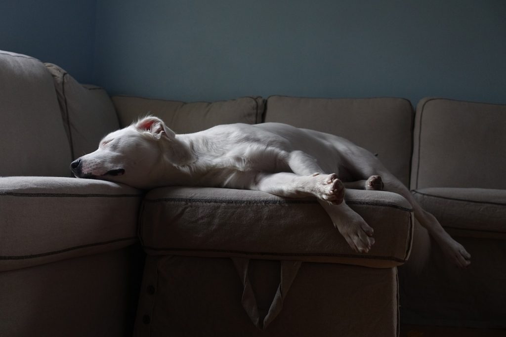 A white Pitbull sleeping on a brown sofa in the living room