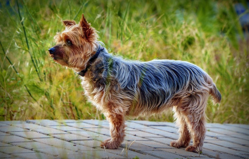 A brown and black Yorkshire terrier wearing a black collar standing on stone pavements near a green grass field