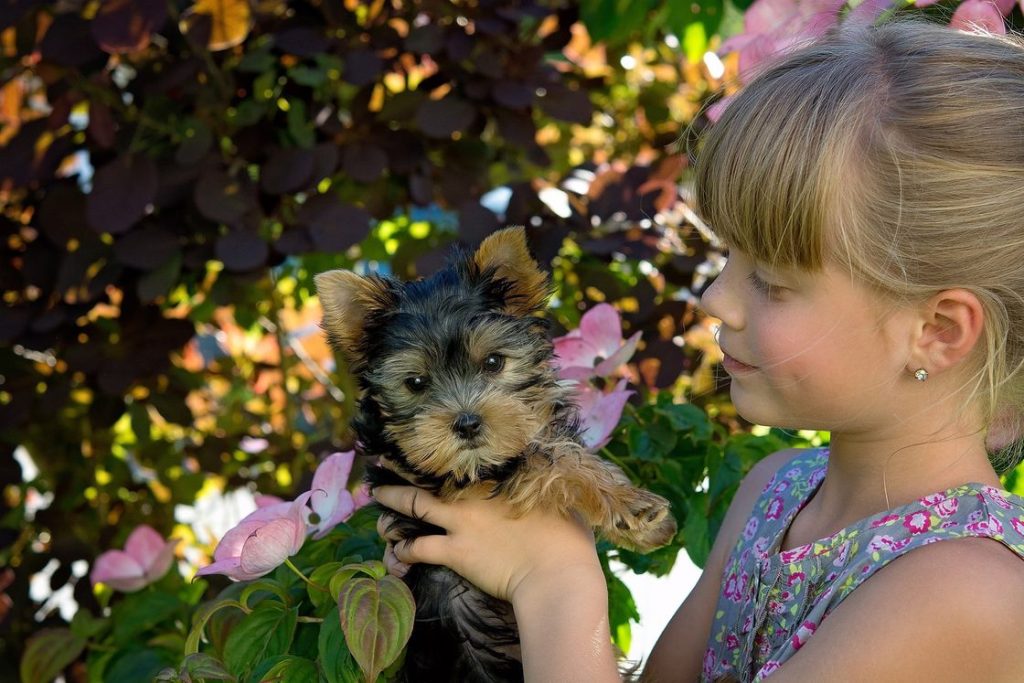 Little girl holding a black and tan Yorkshire Terrier puppy
