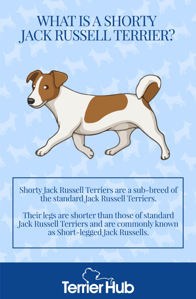 Graphic image of a white and brown Jack Russell Terrier that explains that Shorty Jack Russell Terriers are sub-breeds of Jack Russell Terriers