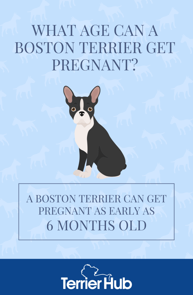 What Age Can a Boston Terrier Get Pregnant? Terrier Hub