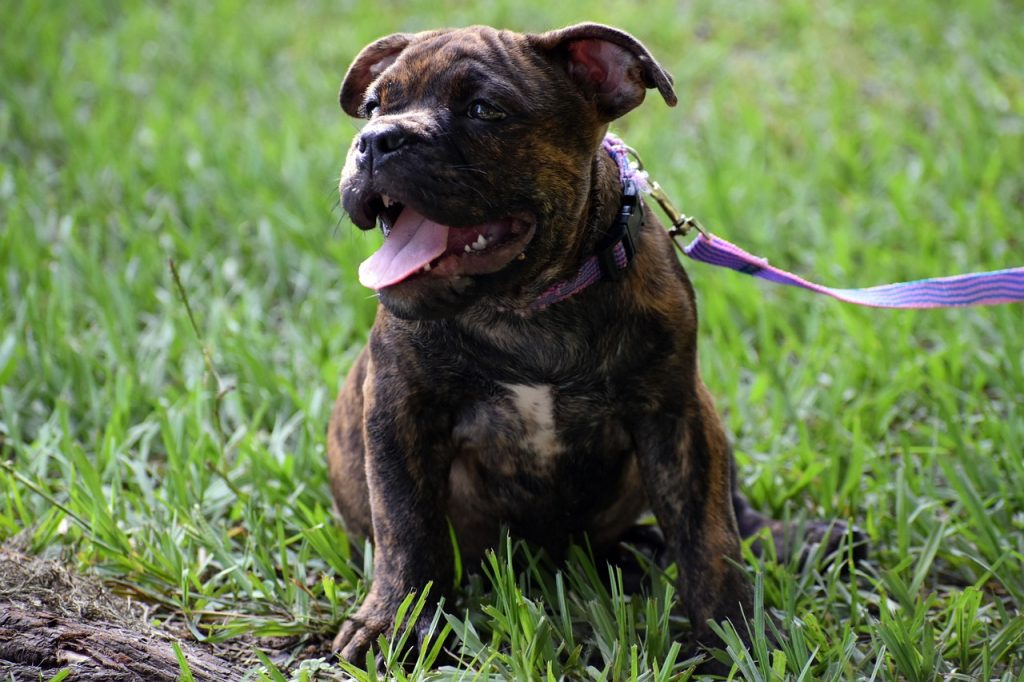 A Pit Bull terrier puppy with brown and black coating wears a purple collar sitting on a grass field