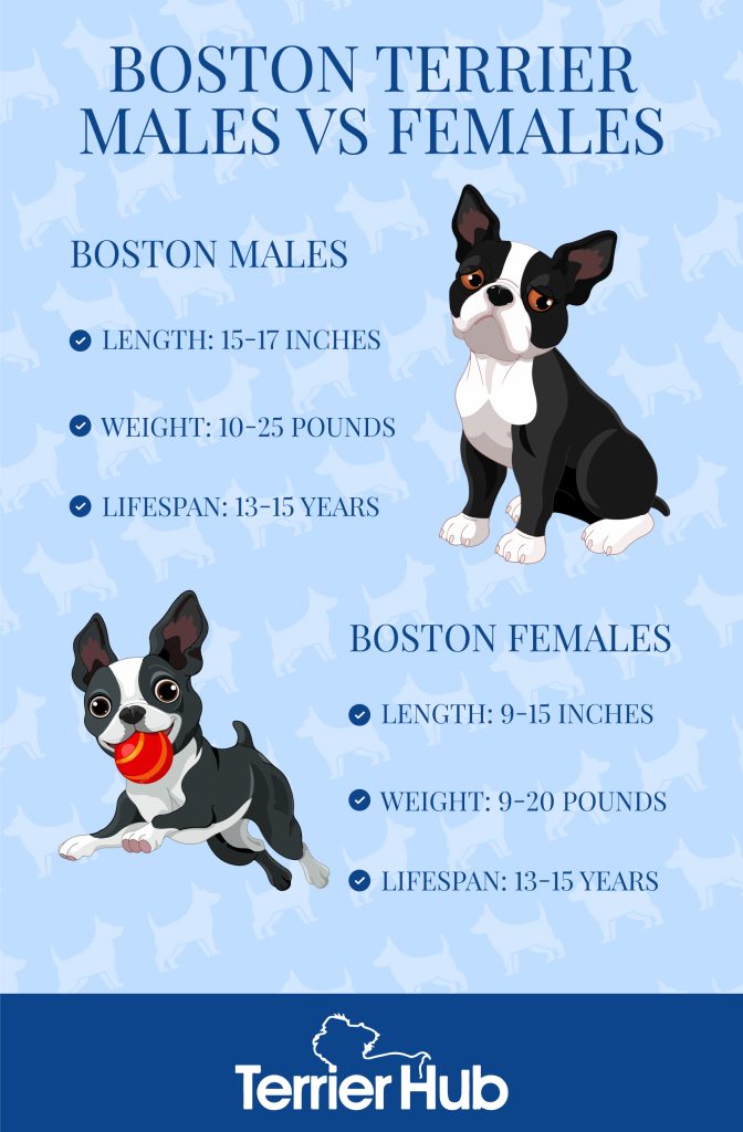 are male or female boston terriers more affectionate