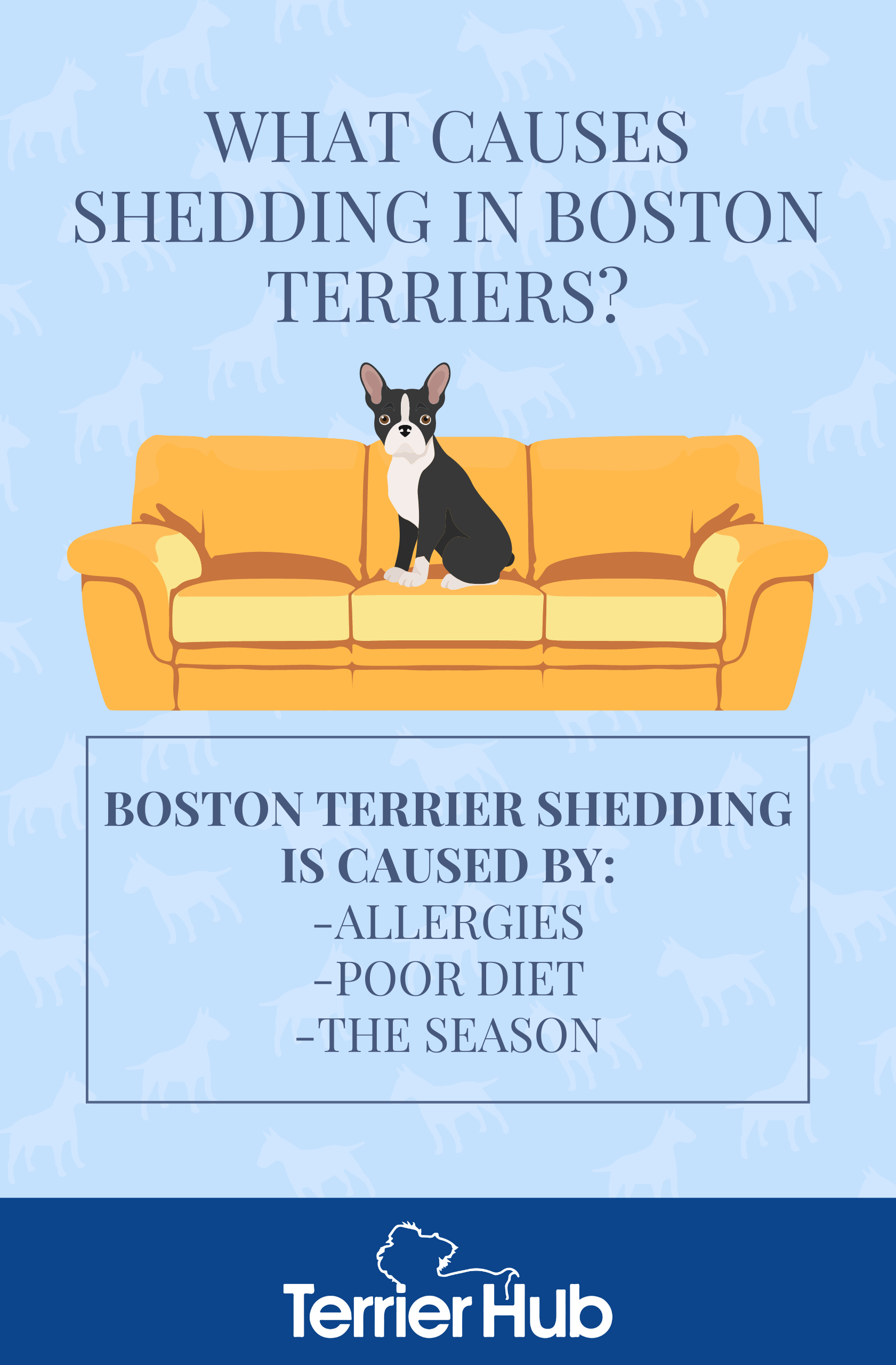 Everything You Need to Know About a Boston Terrier Shedding a Lot