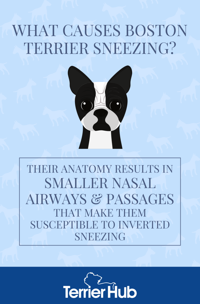 why do boston terriers reverse sneeze